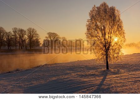 Fog at the Elbe river near Torgau during a winter sunrise. Focus on tree