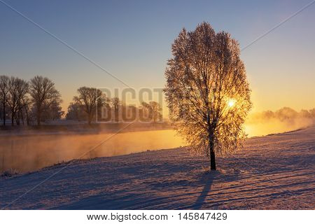 Fog at the Elbe river near Torgau during a winter sunrise. Focus on tree
