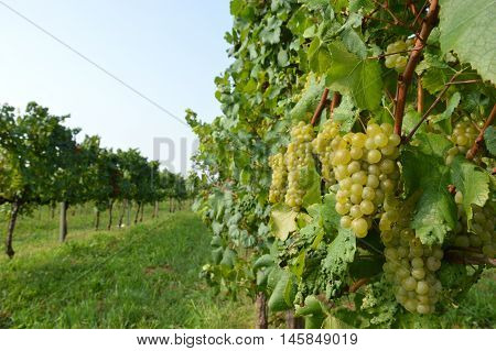 Bunches of grapes in a vineyard in the Brescia before the harvest