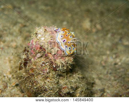 closed up the nudibranch in Myanmar divesite