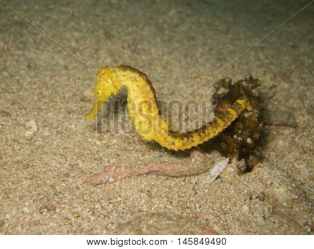 closed up the yellow seahorse in Myanmar divesite