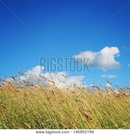 Meadow And Grassland. Deep Blue Sky. Kenozero Park