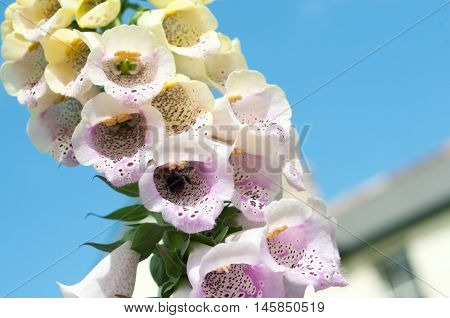 Foxglove Flowers With Close Up Of Purple Petals