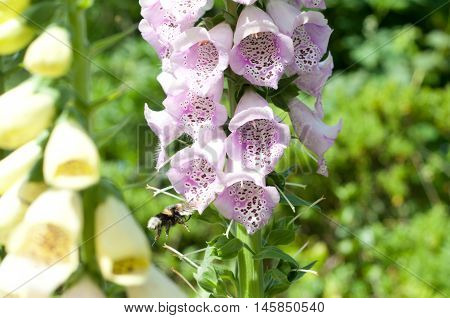 Foxglove Flowers With Close Up Of Purple Petals