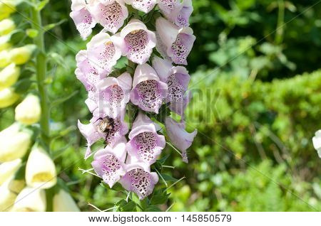 Foxglove Flowers With Close Up Of Purple Petals