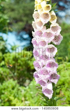 Foxglove Flowers With Close Up Of Purple Petals