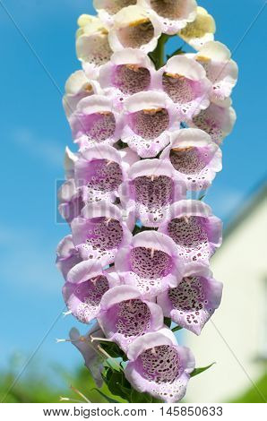 Foxglove Flowers With Close Up Of Purple Petals