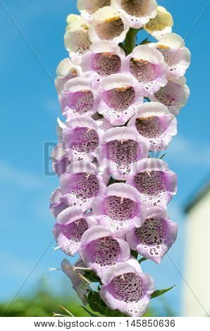Foxglove Flowers With Close Up Of Purple Petals
