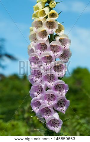 Foxglove Flowers With Close Up Of Purple Petals