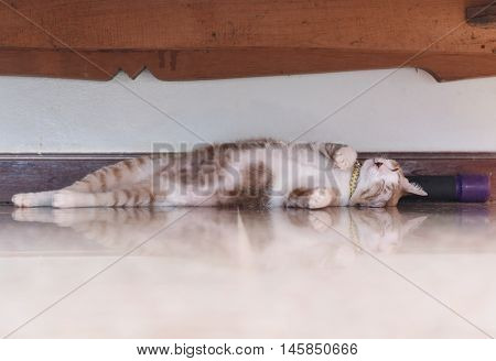 the salit cat is trying to sleep