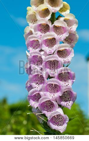 Foxglove Flowers With Close Up Of Purple Petals