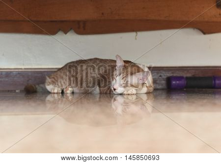 the salit cat is trying to sleep