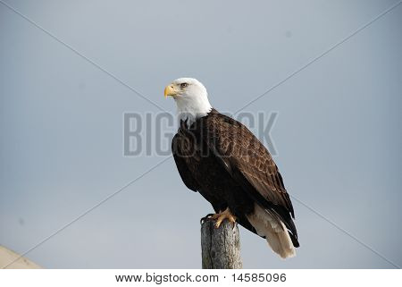 Bald Eagle med utsikt över staden