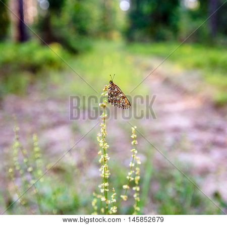 butterfly melitaea athalia sits on a flower timber
