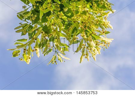 Blooming linden branches against blue sky, lime tree in bloom