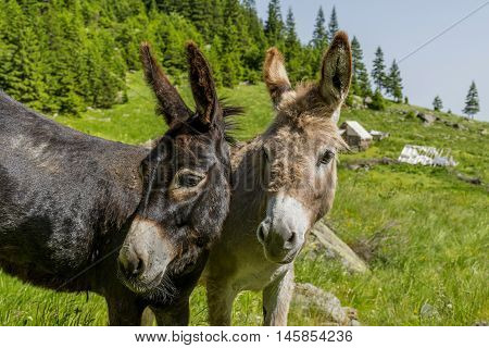 Black and White. Two donkeys best friends. Beautiful couple of donkeys in Carpathians mountains.