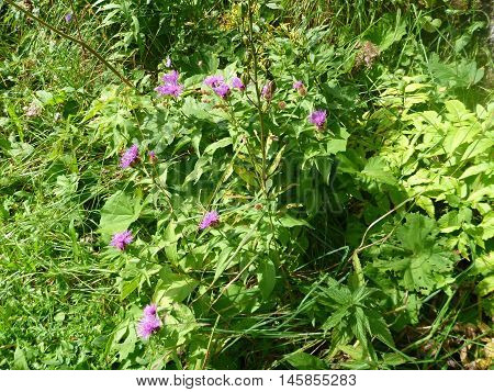 Colorful Apline Flowers In Blossom