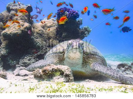 Green sea turtle. Marine Life in the Red Sea. Egypt