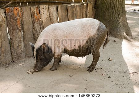 Pig stands near the fence at the farm