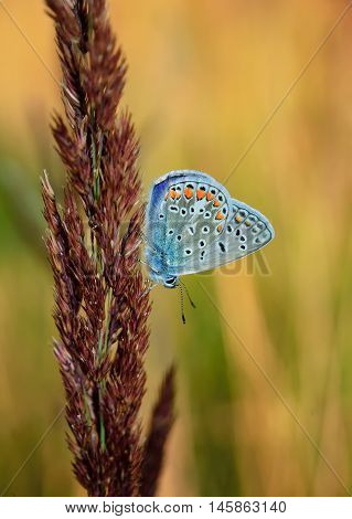 Polyommatus Bellargus, Adonis Blue, Is A Butterfly In The Family Lycaenidae. Beautiful Butterfly Sit