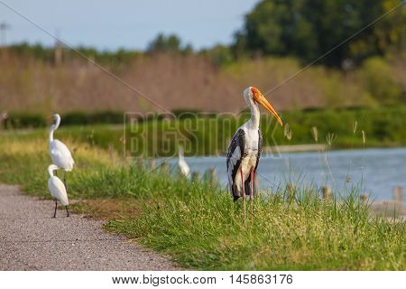 Painted Stork, Mycteria Leucocephala