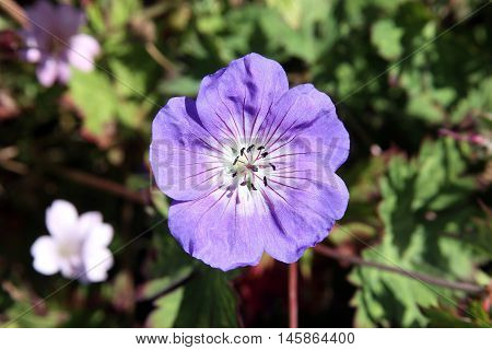 Geranium cinereum 'Ballerina' a popular hardy perennial garden plant