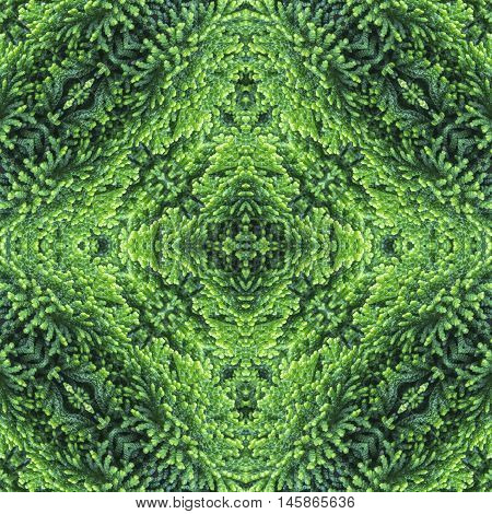 Fluffy thuja green needles background backdrop for scrapbook top view. Collage with mirror reflection. Mysterious seamless pattern kaleidoscope montage