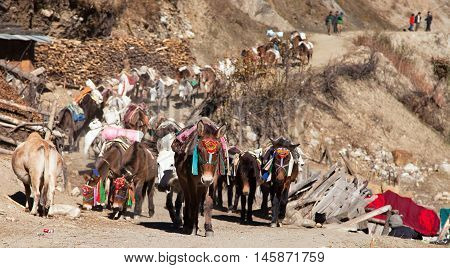 caravan of mules with goods - Western Nepal