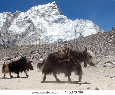 View of yaks (bos grunniens) group near Gorak Shep village with mount Nuptse on the way to Everest base camp - Nepal