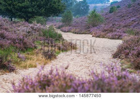 Foggy morning in the heather fields in the Veluwe National Park Netherlands.