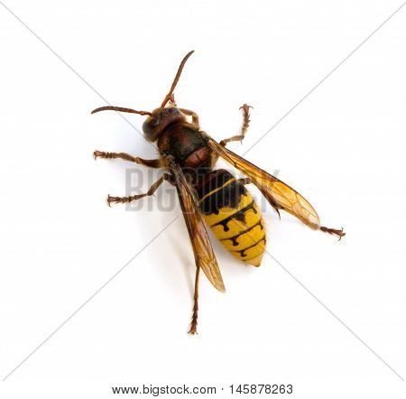Top view of European Hornet (Vespa crabro) on a white background