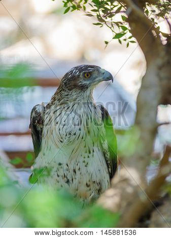 Long-legged Buzzard Is Sitting On A Tree