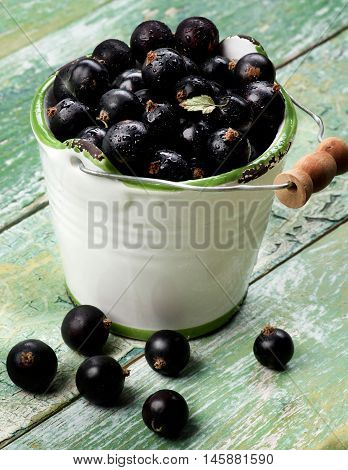 Fresh Ripe Berries of Blackcurrant with Small Leaf in White Garden Bucket closeup on Cracked Wooden background