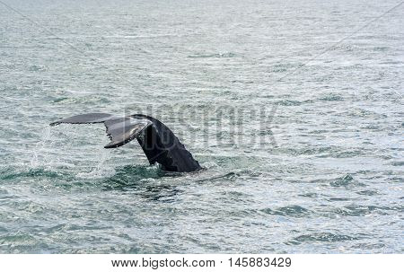 Humpback Whale diving in north Iceland. Megaptera novaeangliae