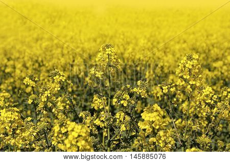 Field of bright yellow flowers winter cress