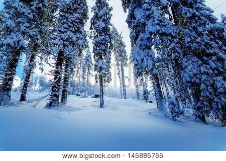 Beautiful mountain snowy landscape and snow covered trees