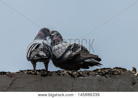Pair of Rock pigeons engaged in love