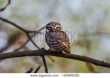 Spotted owlet perched and watching. isolated in green background