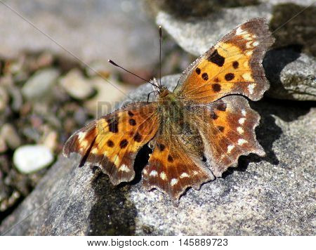 A Green Comma butterfly resting on a rock