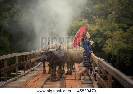 Thai woman wearing typical Thai dress on bridge and Buffalo background identity culture of Thailand