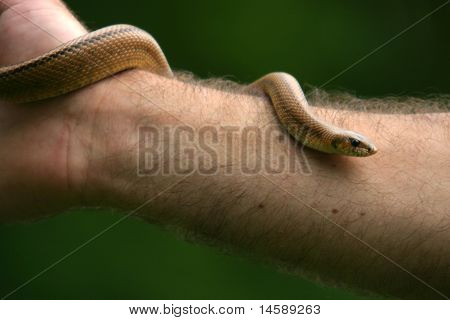 Boa Constrictor Schlange, Natur-Tier-Foto