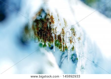 Beautiful snow smrek. Beautiful detail of tree