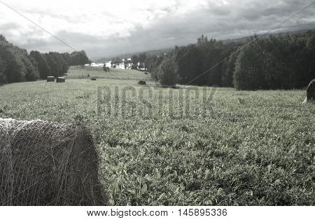 Haycocks stacked in the meadow filtered shot with overcast sky in the background