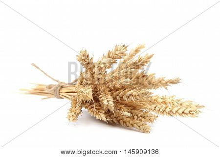 Sheaf of wheat ears isolated on white background.