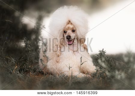 Portrait of a female apricot poodle dog in outdoore