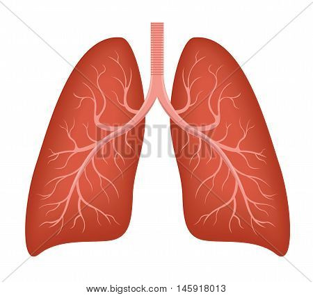 Human Lung anatomy diagram. Illness respiratory cancer graphics. Vector