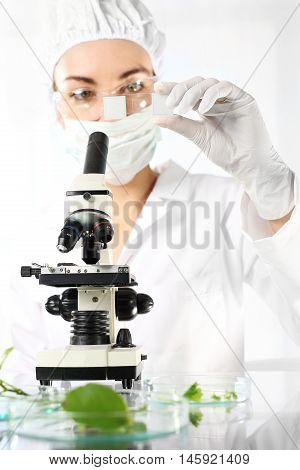 Biotechnology in plant breeding. Genetic engineering in plant breeding. Laboratory testing plant samples.