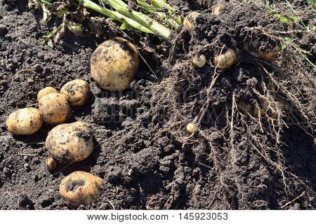 dug potatoes bush lying on the ground