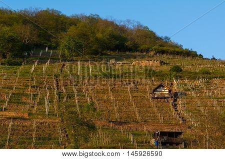 Green Blue Sky Outdoor Vineyard from Bottom Village Germany