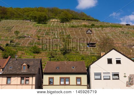 Green Blue Sky Outdoor Vineyard from Bottom Village Germany
